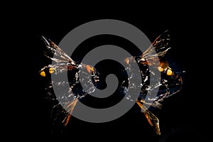 Two huge queen bees. A pair of large wasps, on a black mirror background