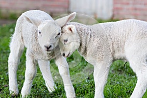 Two hugging and loving white lambs