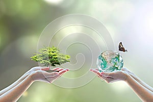 Two human hand planting perfect growing tree earth on natural background greenery Arbor reforestation conservation csr esg peace