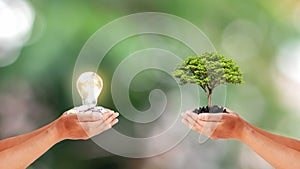 Two human hands holding little trees and energy-saving lamp on blurred green background.