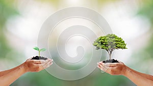 Two human hands holding small and big trees on blurred green background according to world environment day.