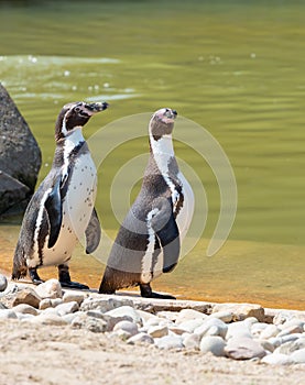 Two humboldt penguins