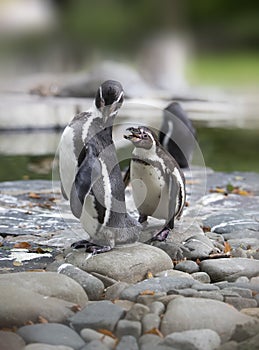 Two Humboldt penguins