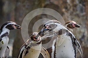 Two Humboldt penguins fight for a fish