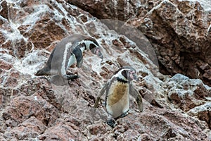 Two Humboldt penguins peruvian coast at Ica Peru photo