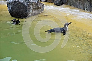 Two Humboldt penguins swimming in pool