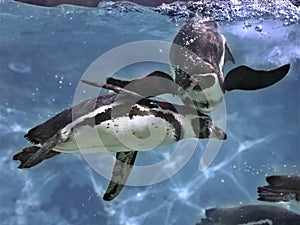 Two Humboldt penguins under water