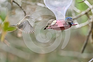 Two hummingbird bird with pink flower. hummingbirds Fiery-throated Hummingbird, flying next to beautiful bloom flower photo