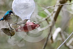 Two hummingbird bird with pink flower. hummingbirds Fiery-throated Hummingbird, flying next to beautiful bloom flower photo