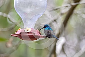 Two hummingbird bird with pink flower. hummingbirds Fiery-throated Hummingbird, flying next to beautiful bloom flower photo