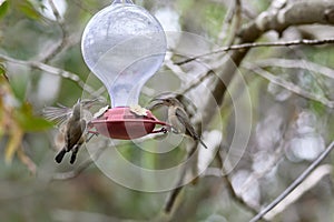 Two hummingbird bird with pink flower. hummingbirds Fiery-throated Hummingbird, flying next to beautiful bloom flower photo