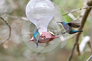 Two hummingbird bird with pink flower. hummingbirds Fiery-throated Hummingbird, flying next to beautiful bloom flower