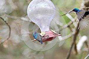 Two hummingbird bird with pink flower. hummingbirds Fiery-throated Hummingbird, flying next to beautiful bloom flower photo