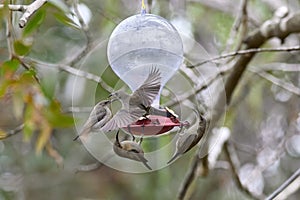 Two hummingbird bird with pink flower. hummingbirds Fiery-throated Hummingbird, flying next to beautiful bloom flower photo