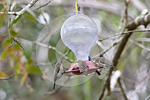 Two hummingbird bird with pink flower. hummingbirds Fiery-throated Hummingbird, flying next to beautiful bloom flower photo