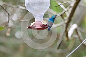 Two hummingbird bird with pink flower. hummingbirds Fiery-throated Hummingbird, flying next to beautiful bloom flower