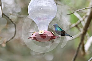 Two hummingbird bird with pink flower. hummingbirds Fiery-throated Hummingbird, flying next to beautiful bloom flower