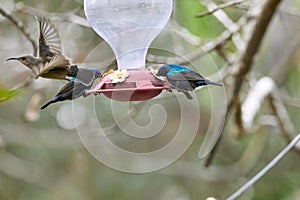 Two hummingbird bird with pink flower. hummingbirds Fiery-throated Hummingbird, flying next to beautiful bloom flower