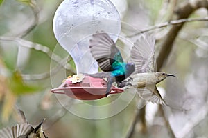 Two hummingbird bird with pink flower. hummingbirds Fiery-throated Hummingbird, flying next to beautiful bloom flower