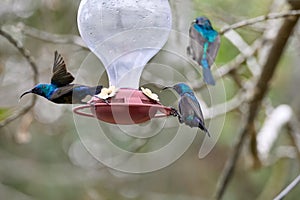 Two hummingbird bird with pink flower. hummingbirds Fiery-throated Hummingbird, flying next to beautiful bloom flower