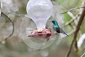 Two hummingbird bird with pink flower. hummingbirds Fiery-throated Hummingbird, flying next to beautiful bloom flower