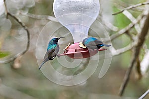 Two hummingbird bird with pink flower. hummingbirds Fiery-throated Hummingbird, flying next to beautiful bloom flower