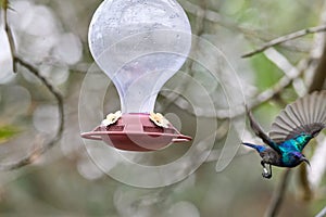 Two hummingbird bird with pink flower. hummingbirds Fiery-throated Hummingbird, flying next to beautiful bloom flower