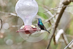 Two hummingbird bird with pink flower. hummingbirds Fiery-throated Hummingbird, flying next to beautiful bloom flower