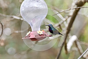 Two hummingbird bird with pink flower. hummingbirds Fiery-throated Hummingbird, flying next to beautiful bloom flower