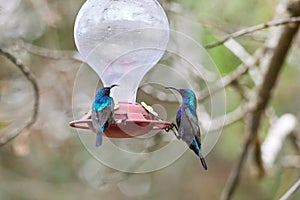 Two hummingbird bird with pink flower. hummingbirds Fiery-throated Hummingbird, flying next to beautiful bloom flower