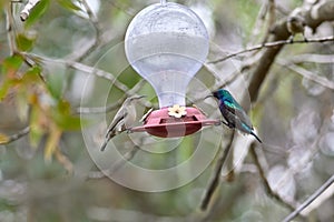 Two hummingbird bird with pink flower. hummingbirds Fiery-throated Hummingbird, flying next to beautiful bloom flower