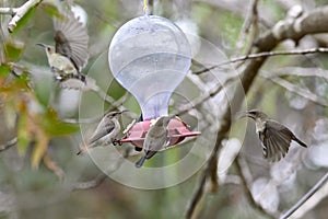 Two hummingbird bird with pink flower. hummingbirds Fiery-throated Hummingbird, flying next to beautiful bloom flower