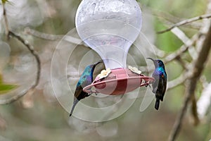 Two hummingbird bird with pink flower. hummingbirds Fiery-throated Hummingbird, flying next to beautiful bloom flower