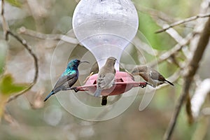 Two hummingbird bird with pink flower. hummingbirds Fiery-throated Hummingbird, flying next to beautiful bloom flower