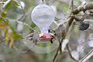 Two hummingbird bird with pink flower. hummingbirds Fiery-throated Hummingbird, flying next to beautiful bloom flower