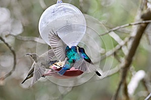 Two hummingbird bird with pink flower. hummingbirds Fiery-throated Hummingbird, flying next to beautiful bloom flower