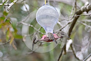 Two hummingbird bird with pink flower. hummingbirds Fiery-throated Hummingbird, flying next to beautiful bloom flower