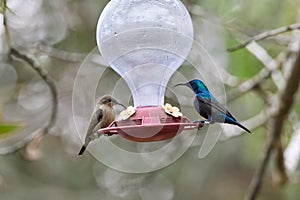 Two hummingbird bird with pink flower. hummingbirds Fiery-throated Hummingbird, flying next to beautiful bloom flower