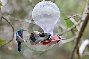 Two hummingbird bird with pink flower. hummingbirds Fiery-throated Hummingbird, flying next to beautiful bloom flower