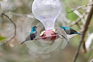 Two hummingbird bird with pink flower. hummingbirds Fiery-throated Hummingbird, flying next to beautiful bloom flower