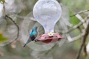 Two hummingbird bird with pink flower. hummingbirds Fiery-throated Hummingbird, flying next to beautiful bloom flower