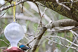 Two hummingbird bird with pink flower. hummingbirds Fiery-throated Hummingbird, flying next to beautiful bloom flower