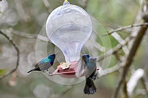 Two hummingbird bird with pink flower. hummingbirds Fiery-throated Hummingbird, flying next to beautiful bloom flower