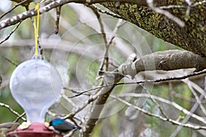 Two hummingbird bird with pink flower. hummingbirds Fiery-throated Hummingbird, flying next to beautiful bloom flower