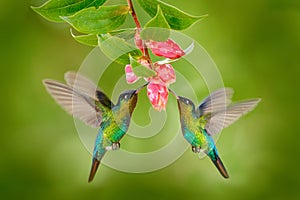 Due colibrì uccello rosa fiore. colibrì colibrì volare Prossimo sul bellissimo fiorire fiore, che cosa 
