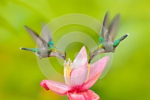 Two hummingbird from Colombia. Andean Emerald, Amazilia franciae, with pink red flower, clear green background, Colombia. Wildlife photo