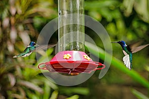 Two hummingbirds approaching a feeder, Tobago
