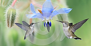 Two Hummingbirds (archilochus colubris) in Flight