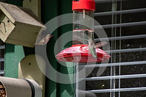 Two hummingbirds gazing at each other. photo