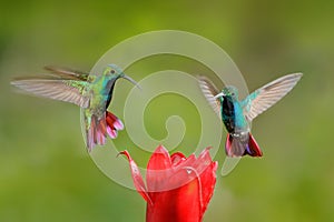 Two hummingbirds Green-breasted Mango in the flight with light green and orange background, Rancho Naturalista, Costa Rica.